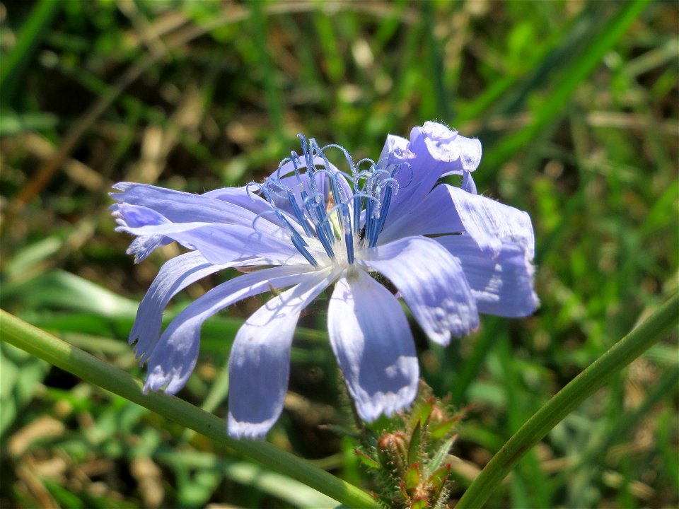 Gemeine Wegwarte (Cichorium intybus) im Hockenheimer Rheinbogen
