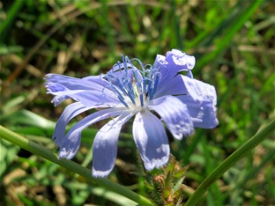 Gemeine Wegwarte (Cichorium intybus) im Hockenheimer Rheinbogen
