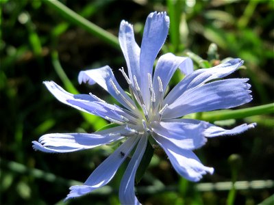 Gemeine Wegwarte (Cichorium intybus) in Hockenheim