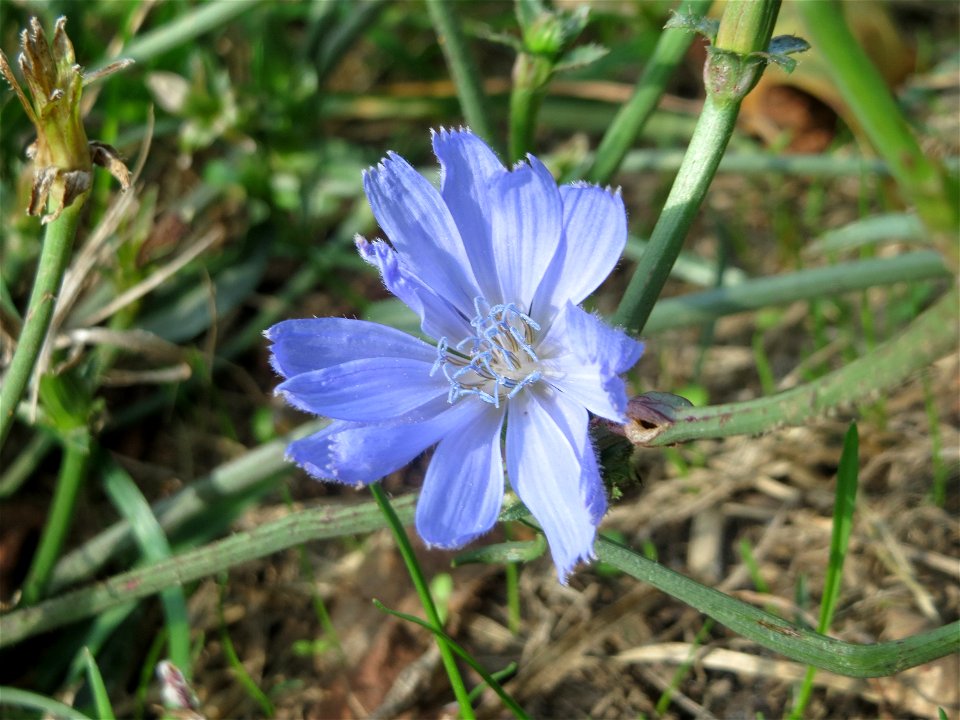 Gemeine Wegwarte (Cichorium intybus) an der Saar in Saarbrücken