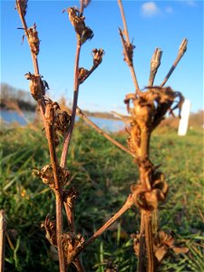 Mumienbotanik: Gemeine Wegwarte (Cichorium intybus) am Rhein bei Altlußheim