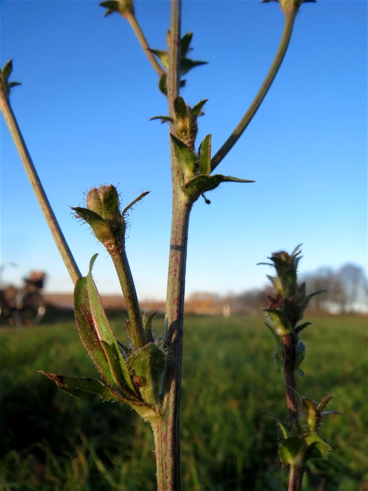 Mumienbotanik: Gemeine Wegwarte (Cichorium intybus) am Rhein bei Altlußheim