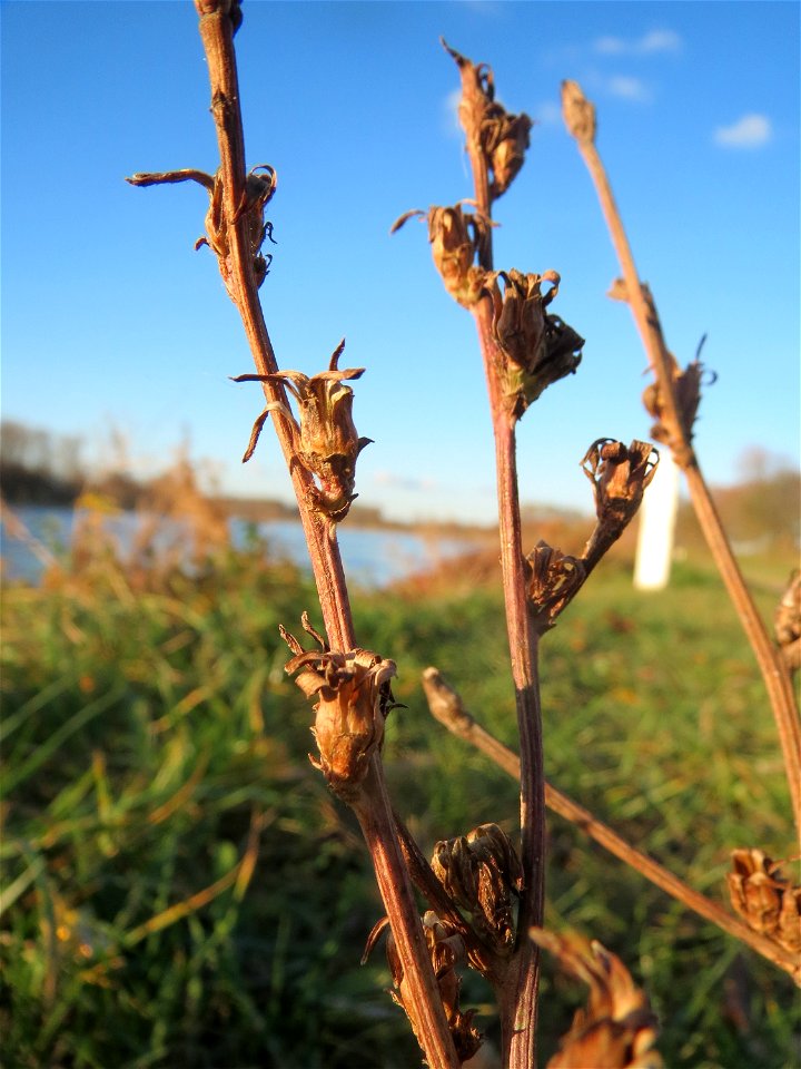 Mumienbotanik: Gemeine Wegwarte (Cichorium intybus) am Rhein bei Altlußheim