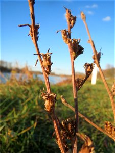 Mumienbotanik: Gemeine Wegwarte (Cichorium intybus) am Rhein bei Altlußheim
