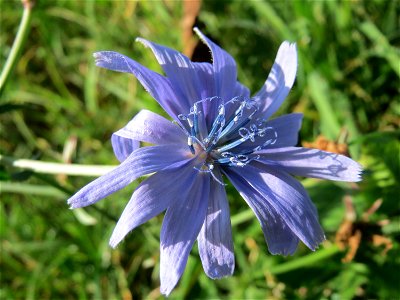 Gemeine Wegwarte (Cichorium intybus) bei Oftersheim