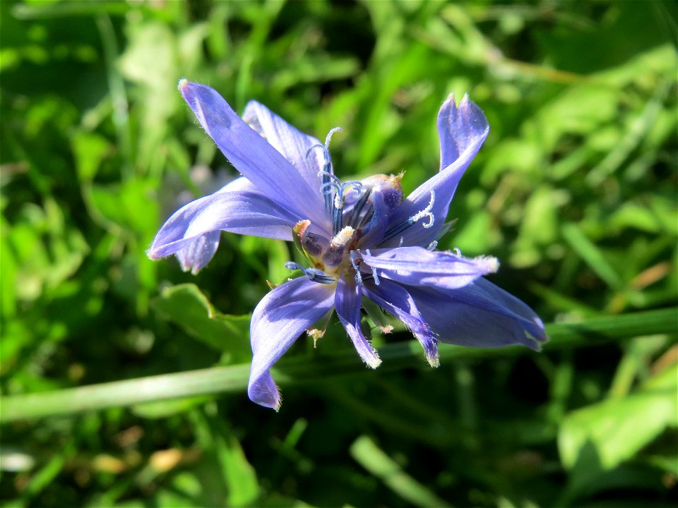 Gemeine Wegwarte (Cichorium intybus) bei Oftersheim