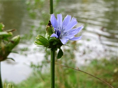 Gemeine Wegwarte (Cichorium intybus) an der Saar in Saarbrücken