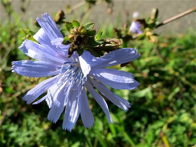 Gemeine Wegwarte (Cichorium intybus) an einem Randstreifen der B36 bei Hockenheim
