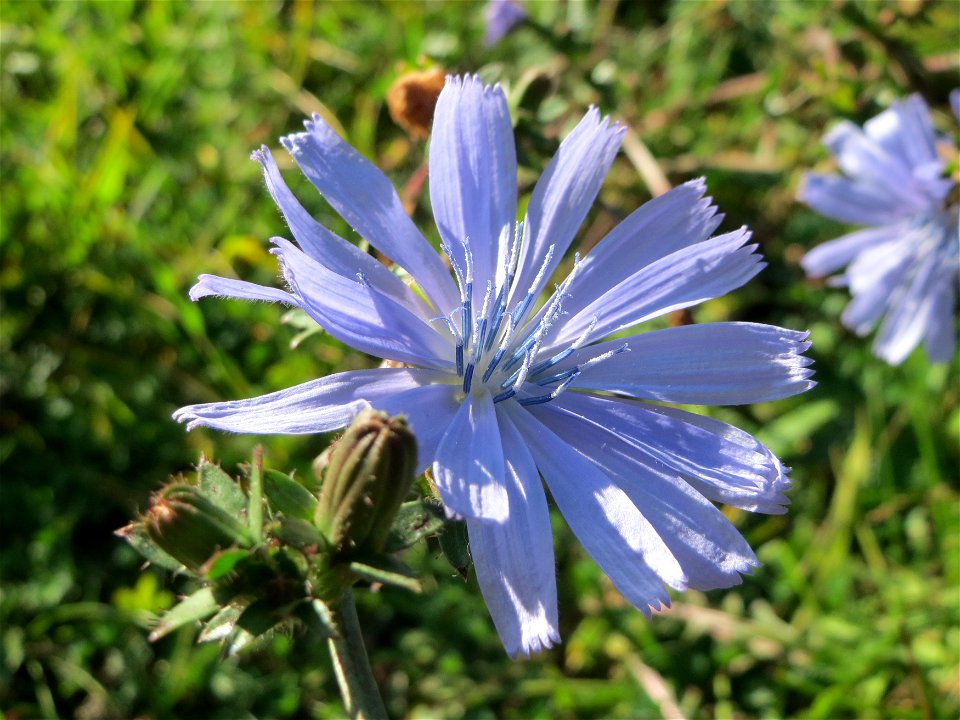 Gemeine Wegwarte (Cichorium intybus) an einem Randstreifen der B36 bei Hockenheim