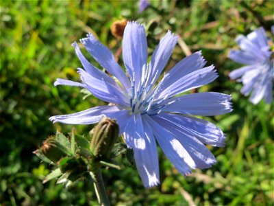 Gemeine Wegwarte (Cichorium intybus) an einem Randstreifen der B36 bei Hockenheim