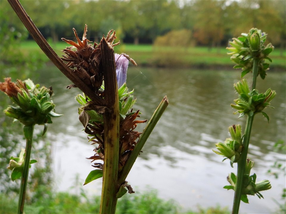 Gemeine Wegwarte (Cichorium intybus) an der Saar in Saarbrücken