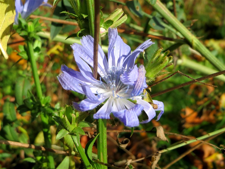 Gemeine Wegwarte (Cichorium intybus) an der Saar in Saarbrücken