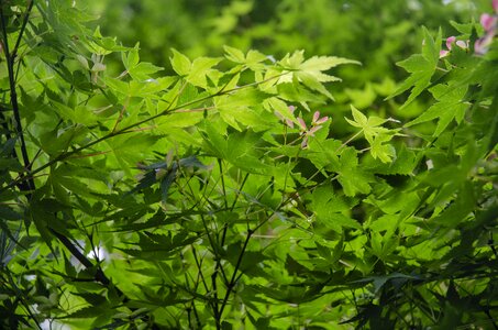 Spring maple green