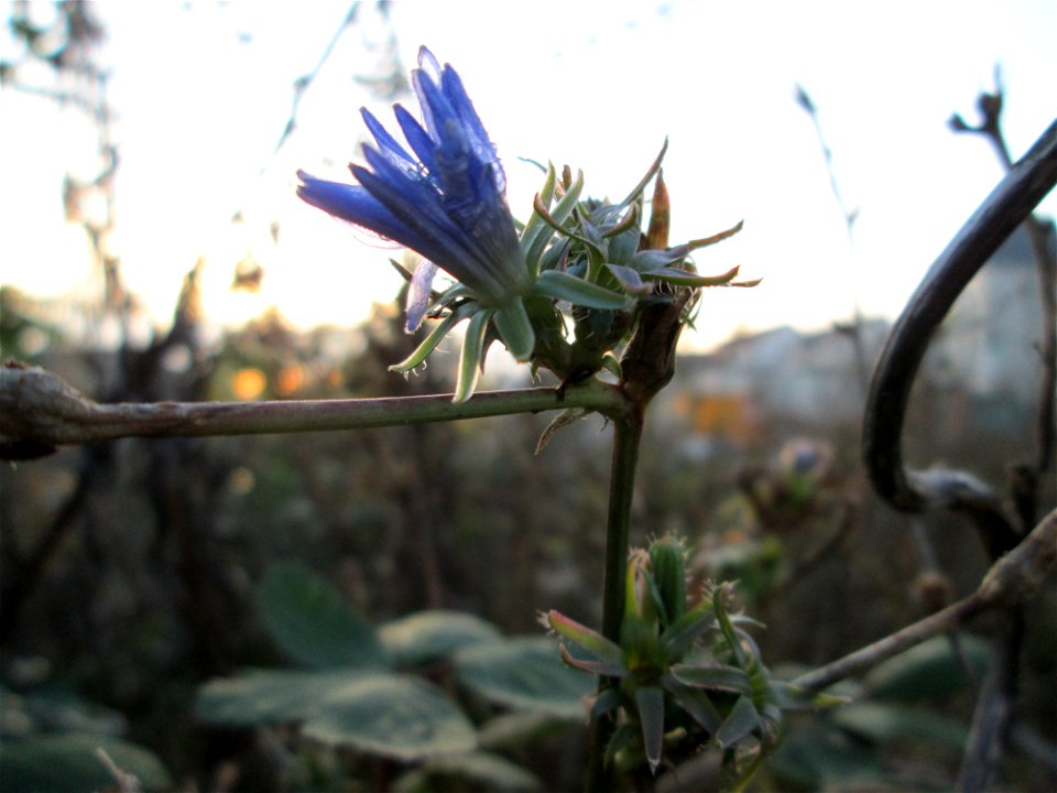 Gemeine Wegwarte (Cichorium intybus) am Rand der Baustelle zur Krauchbachregulierung in Hockenheim