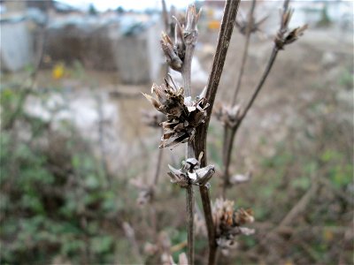 Mumienbotanik: Gemeine Wegwarte (Cichorium intybus) in Hockenheim