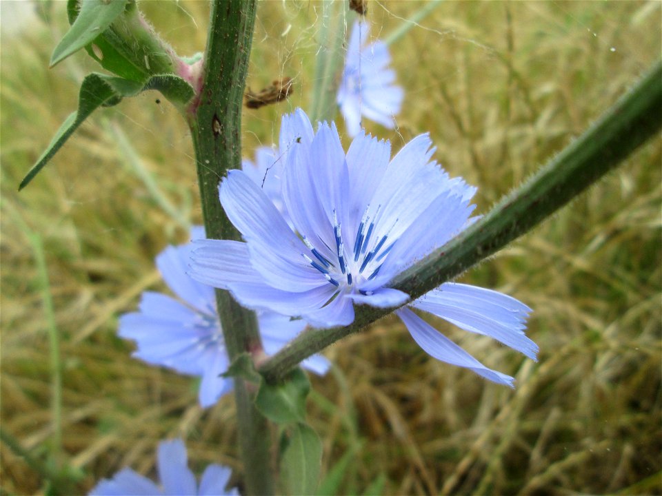 Wegwarte (Cichorium intybus) auf einem Sandplatz in Hockenheim