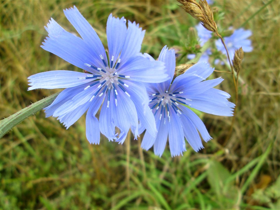 Wegwarte (Cichorium intybus) auf einem Sandplatz in Hockenheim