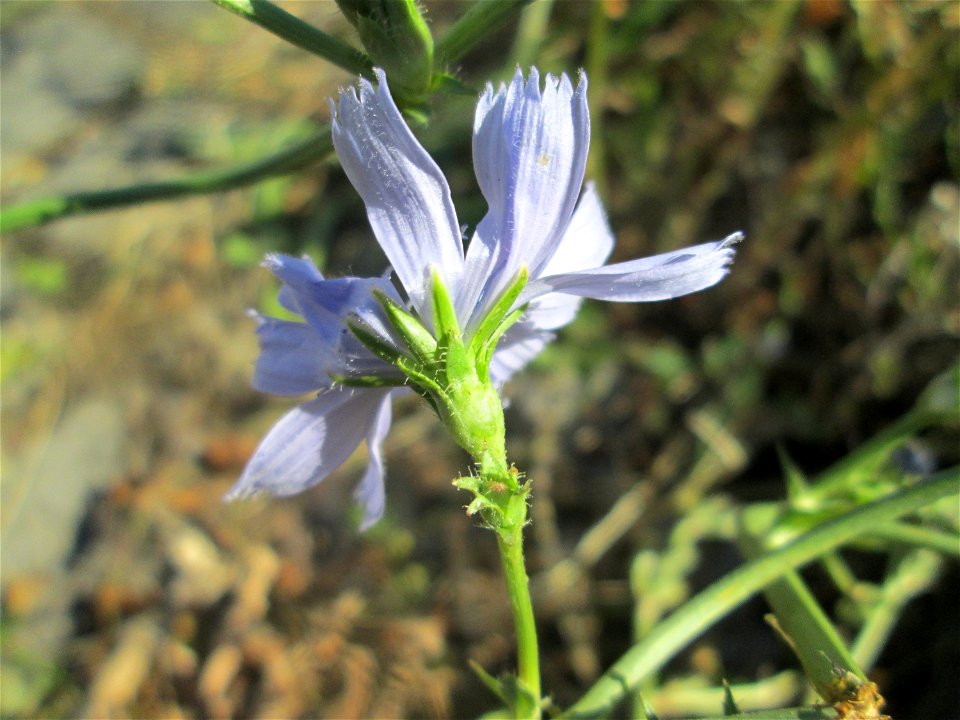 Gemeine Wegwarte (Cichorium intybus) in Hockenheim