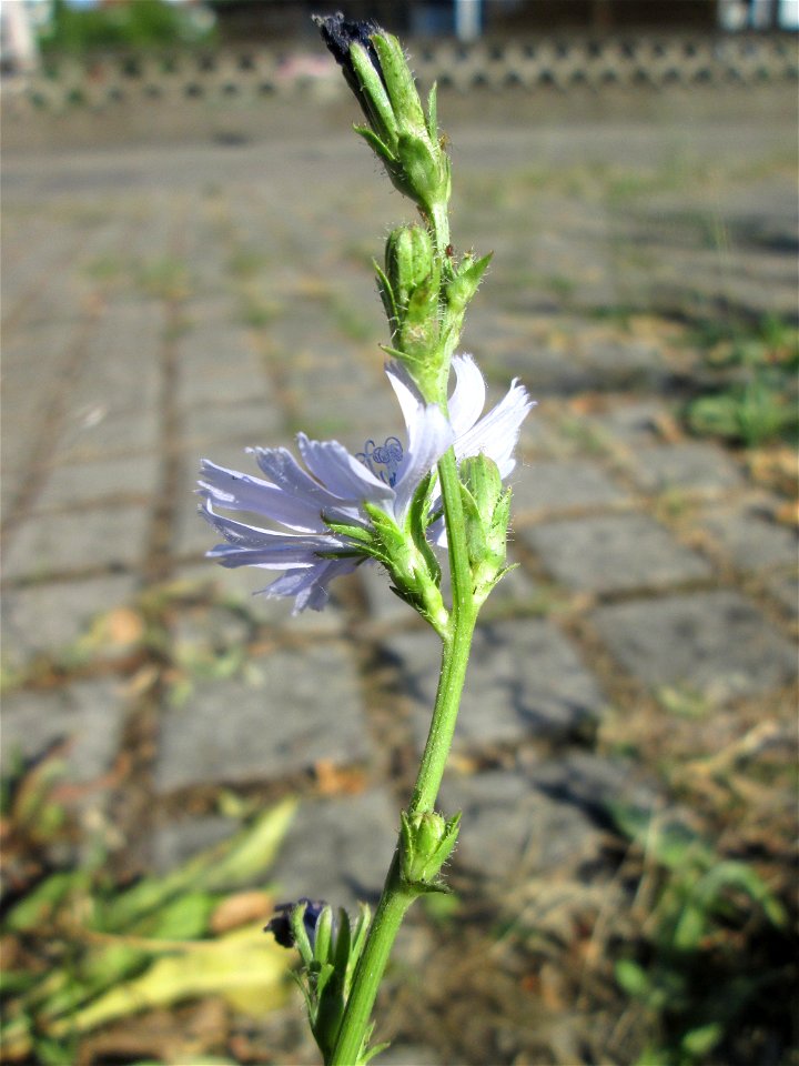 Gemeine Wegwarte (Cichorium intybus) in Hockenheim