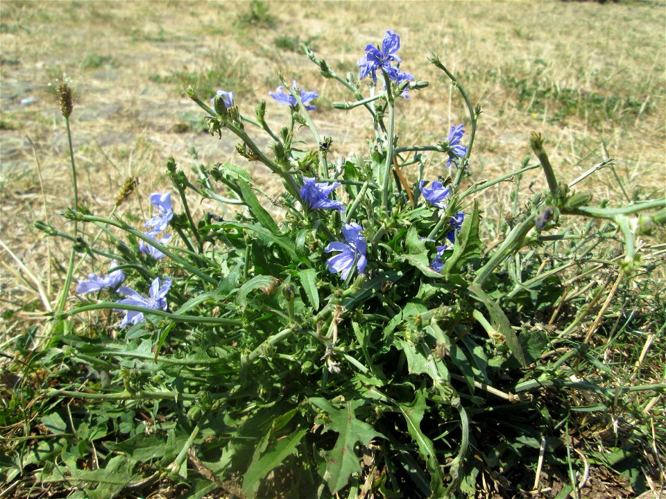Gemeine Wegwarte (Cichorium intybus) im Bürgerpark Saarbrücken