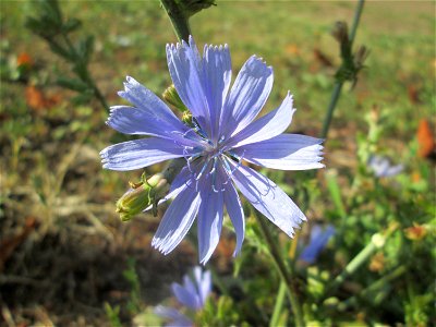 Gemeine Wegwarte (Cichorium intybus) in Brebach-Fechingen