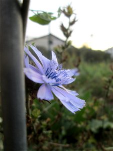Gemeine Wegwarte (Cichorium intybus) im Hockenheimer Rheinbogen