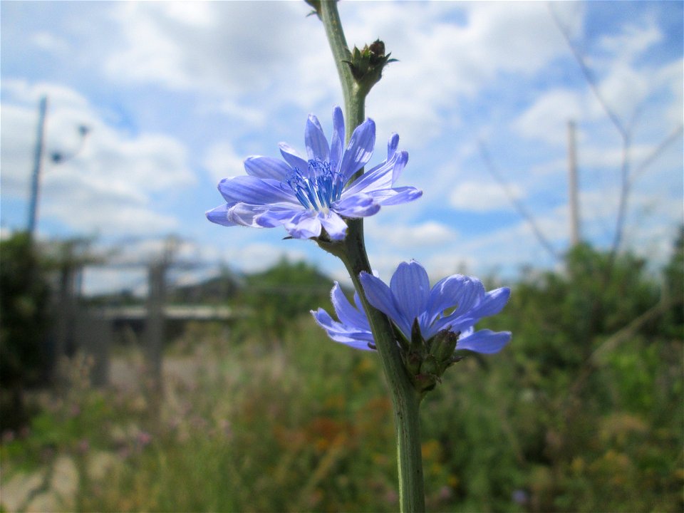 Gemeine Wegwarte (Cichorium intybus) am Osthafen in Saarbrücken