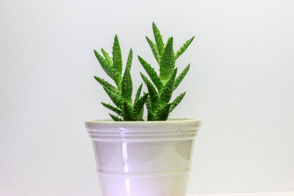 Cacti nature decoration