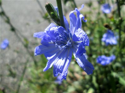 Gemeine Wegwarte (Cichorium intybus) in Bischmisheim