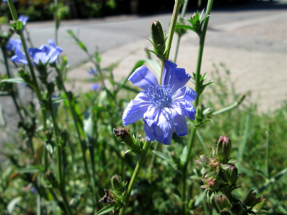 Gemeine Wegwarte (Cichorium intybus) in Bischmisheim