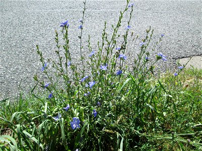 Gemeine Wegwarte (Cichorium intybus) in Bischmisheim