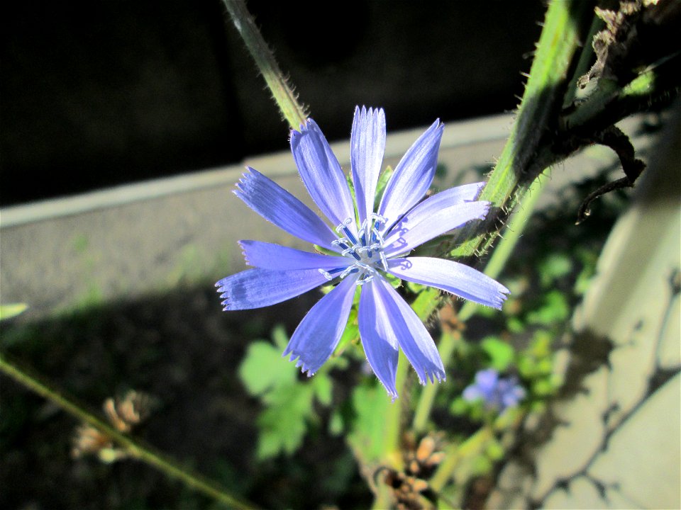 Gemeine Wegwarte (Cichorium intybus) bei Kleinblittersdorf