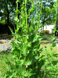 Gemeine Wegwarte (Cichorium intybus) am Rotenbühl in Saarbrücken