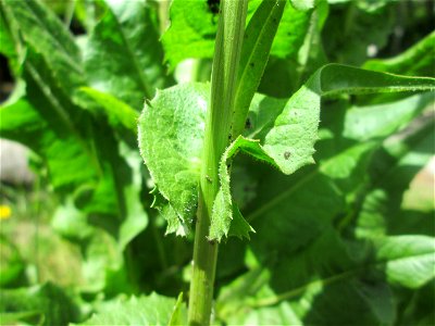 Gemeine Wegwarte (Cichorium intybus) am Rotenbühl in Saarbrücken