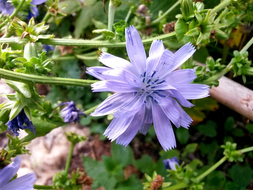 Chicory flower, with chicory plant in the background.
