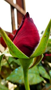 Leaf rosebush garden