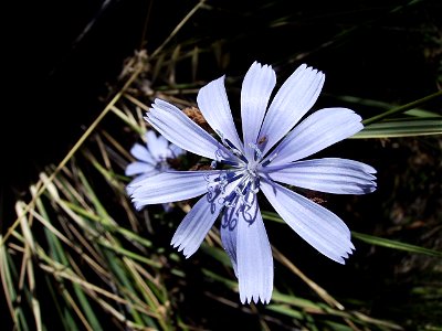 Image:Cichorium_intybus06_002.jpg

My own work, Castelltallat