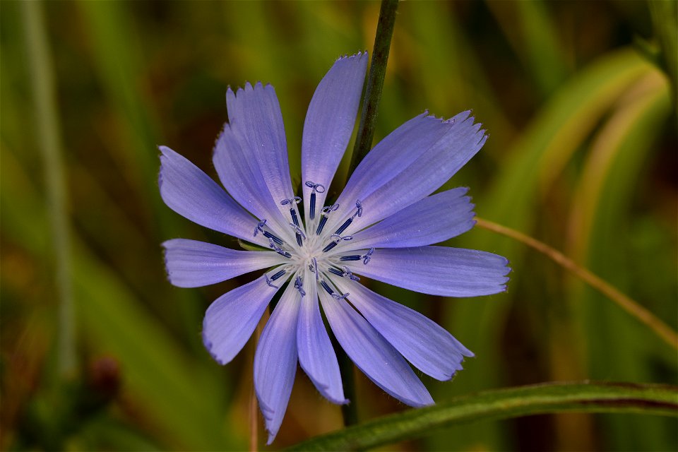 Living Insects on flower.