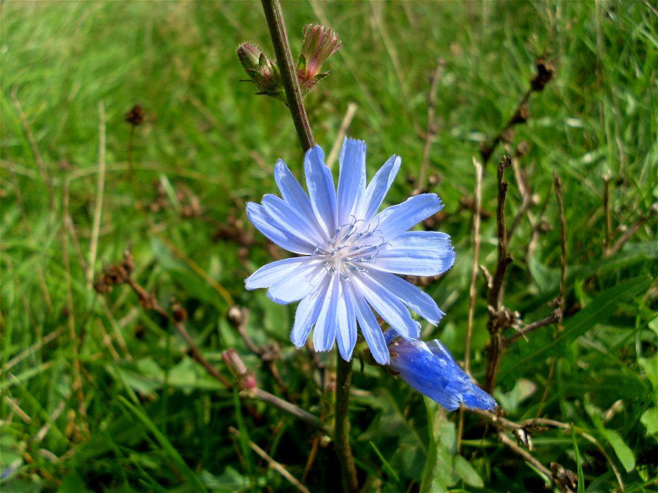 Cichorium intybus - photo taken i south Sweden