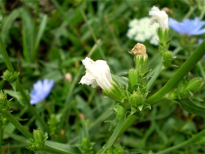 Faded flowers (!) of white-flowered chicory (Cichorium intybus), the normal blue kind is seen in the background; NY state, USA.