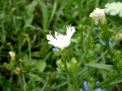 White-flowered Chicory (Cichorium intybus), NY state, USA.