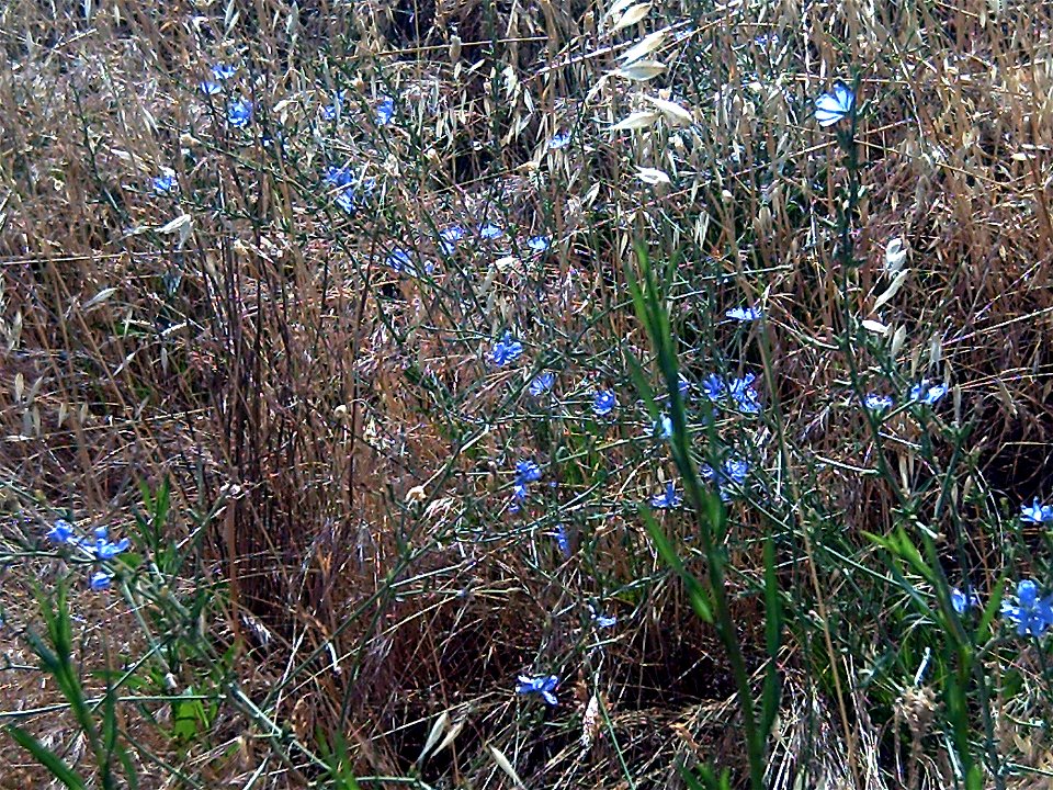 Cichorium intybus habit, Valle de Alcudia, Spain