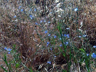 Cichorium intybus habit, Valle de Alcudia, Spain