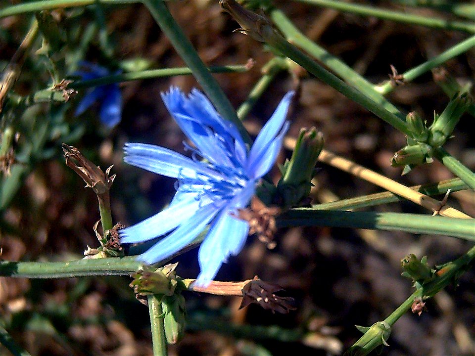 Cichorium intybus close up, Valle de Alcudia, Spain