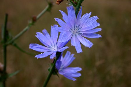 Cichorium intybus in a field in Rindge, NH.