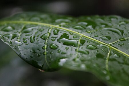 Green dew drops photo