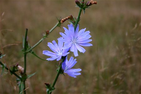 Cichorium intybus in a field in Rindge, NH.