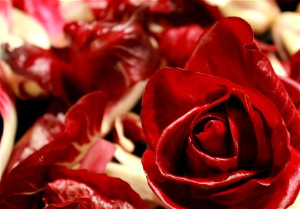 Foto Rosa di Gorizia