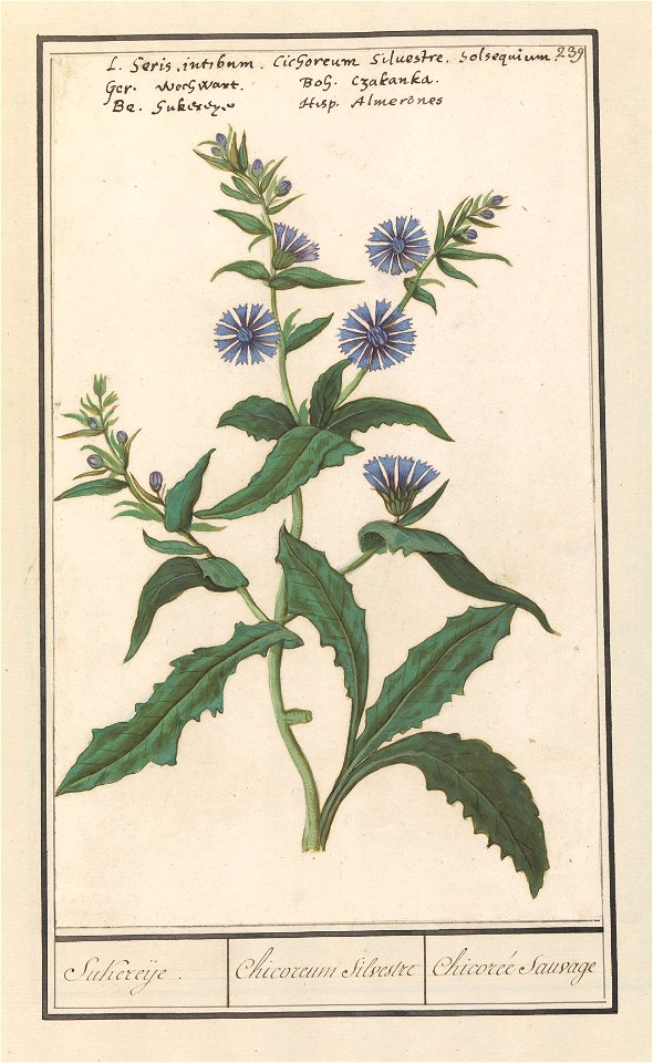 IdentificatieTitel(s): Wilde cichorei (Cichorium intybus)Sukereije. / Chicoreum Silvestre / Chicorée Sauvage (titel op object)Objecttype: tekening Objectnummer: RP-T-BR-2017-1-10-43Omschrijving: Wilde