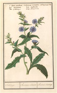IdentificatieTitel(s): Wilde cichorei (Cichorium intybus)Sukereije. / Chicoreum Silvestre / Chicorée Sauvage (titel op object)Objecttype: tekening Objectnummer: RP-T-BR-2017-1-10-43Omschrijving: Wilde